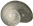 Vitrina pellucidaGLASSNÄCKA2.7 × 3.4 mm